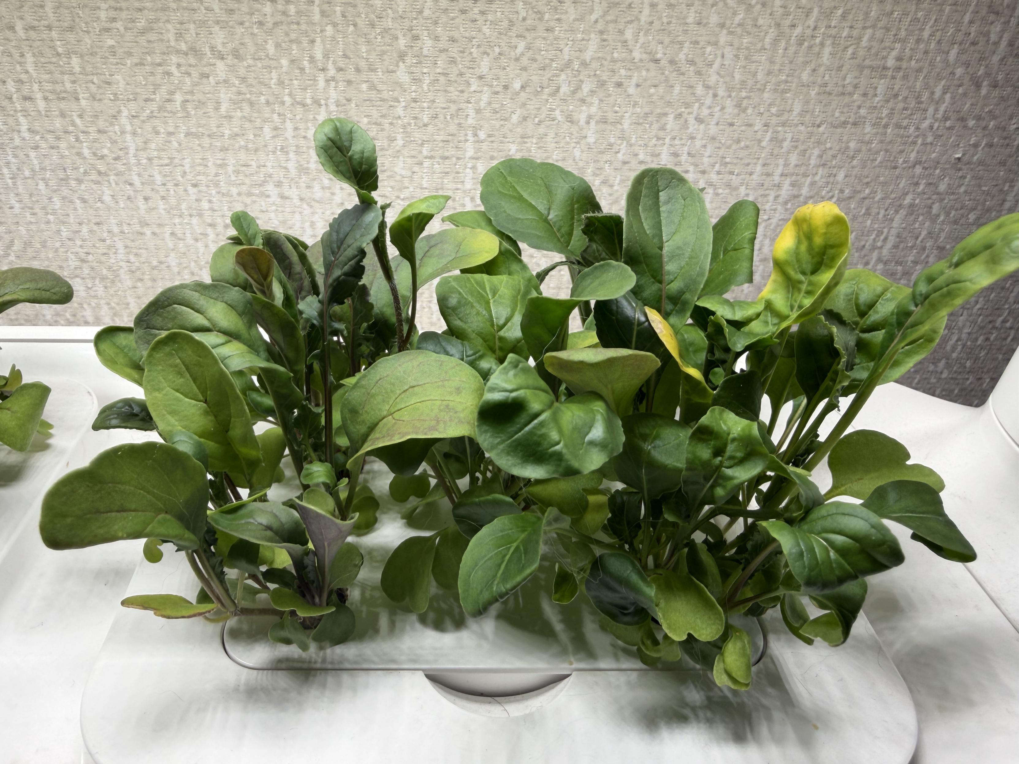 흰색 트레이에 다양한 녹색 잎 채소가 자라고 있습니다. 배경은 회색 벽입니다.